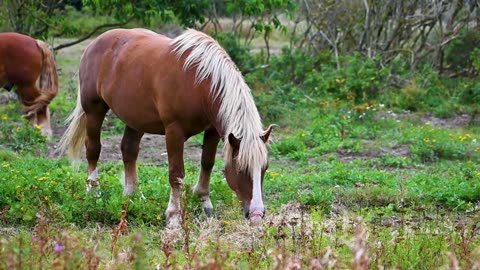 Beautiful Horses in Nature Healing Music _ Relaxing Video for Stress and Anxiety