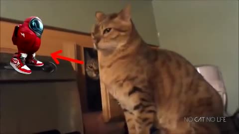 Reasons why you should get a cat