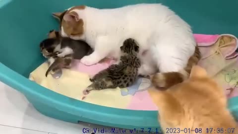 Mother cat carries tiny kitten in her teeth to feed