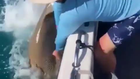 Shark Catching