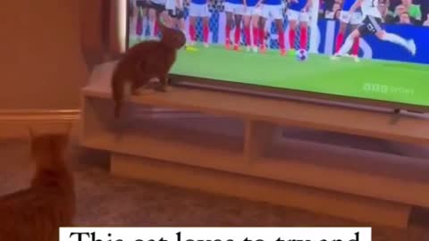 Cat trying to stop Goal Fun Unlimited Funny cat dog