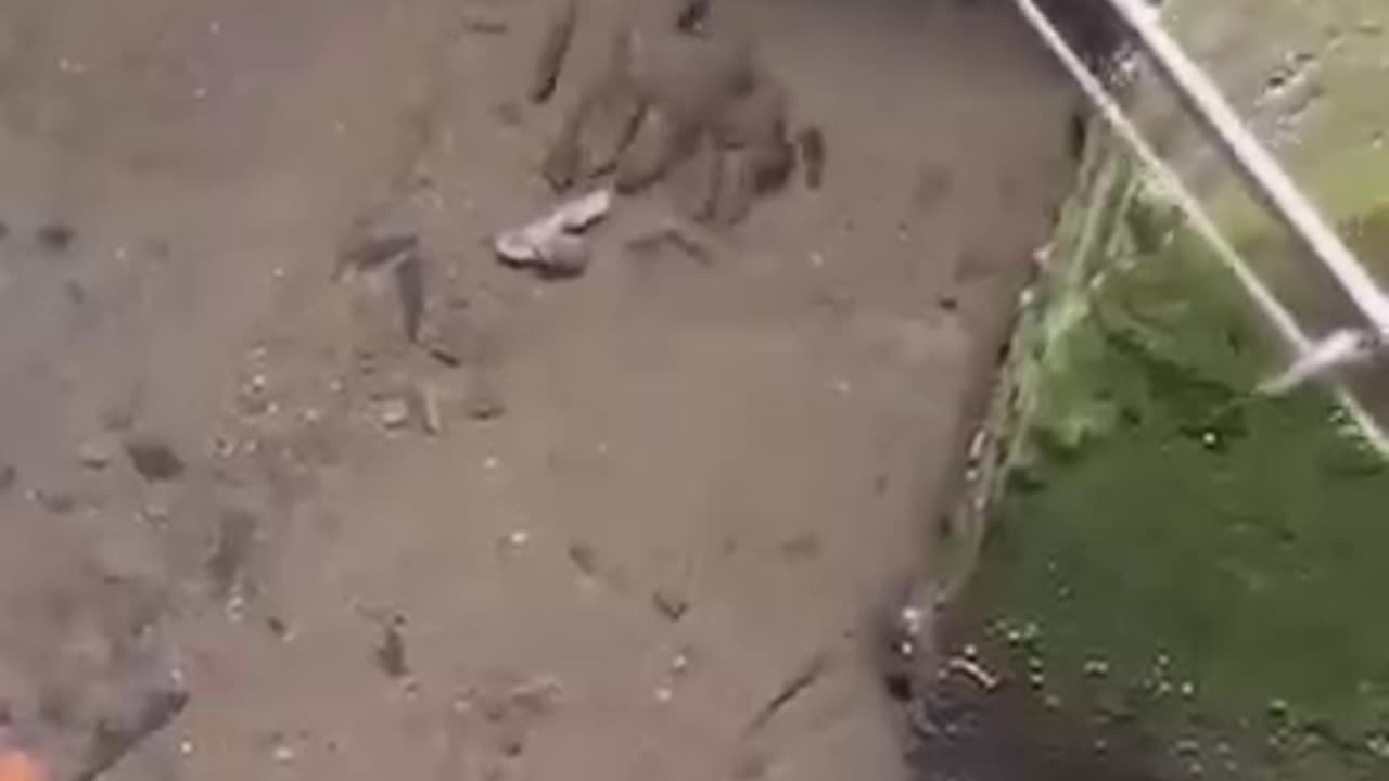 Ikan Chana Limbata Ngasuh Anakan