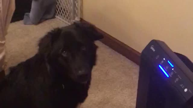 Young Puppy Adorably Fails to Catch her Ball