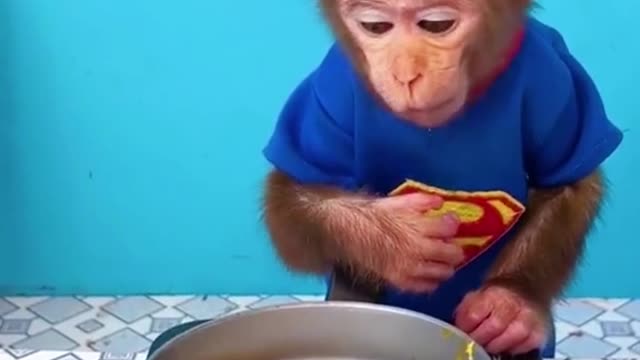 The monkey can fry eggs#monkey#egg#fryegg#cutemonkey