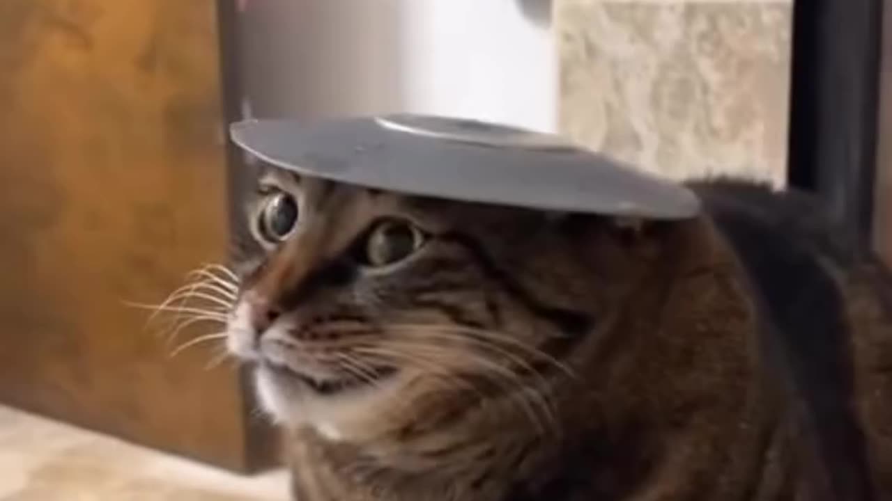 SUPER FUNNY ANIMALS PART 1 :-)