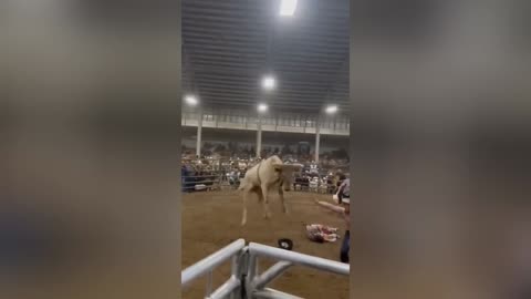 Funny bull video