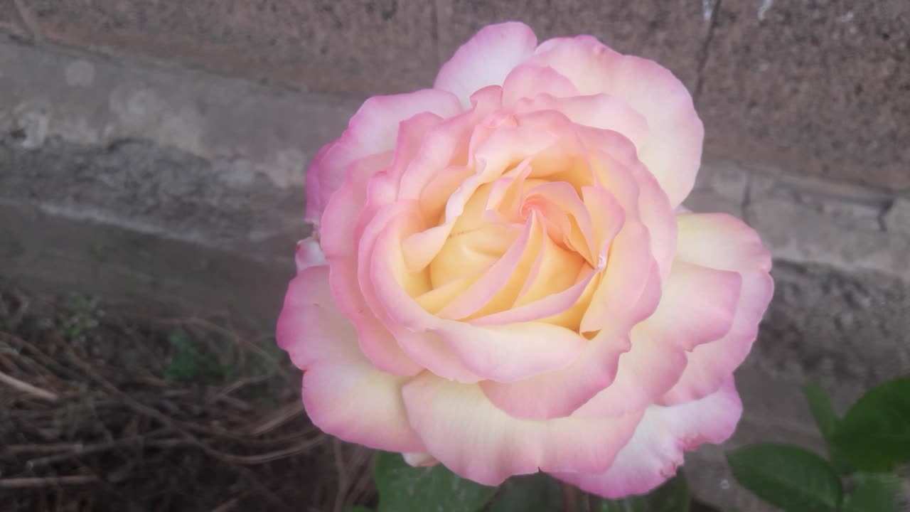 Rose for you friends