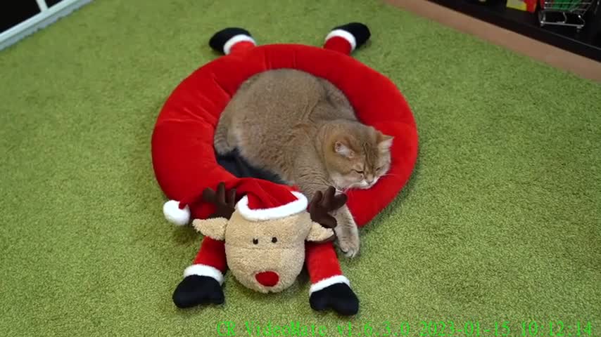 Waiting for the New Year!