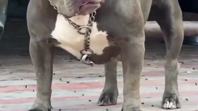 Mud coluor pitbull amazing tongue