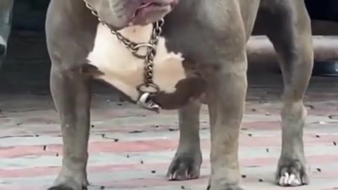 Mud coluor pitbull amazing tongue