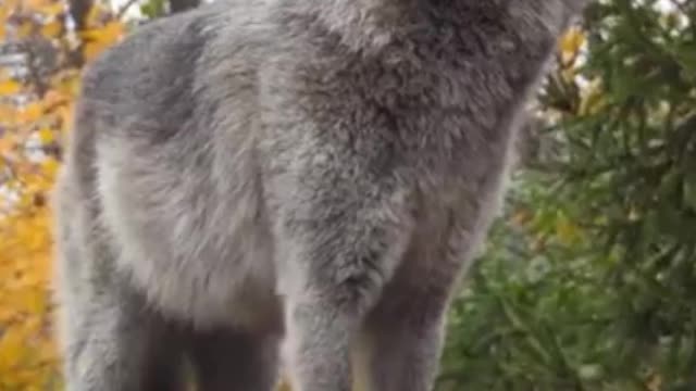 Wolf howling