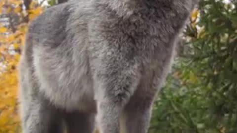 Wolf howling