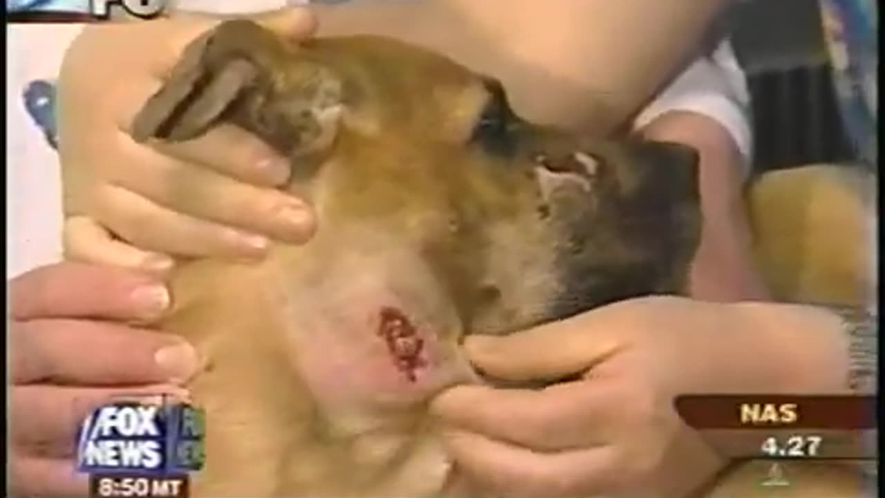 April 23, 2003 - "Miracle Dog" is Featured