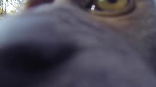 Hey, guys! Welcome back to my channel! 🐒✨🤣