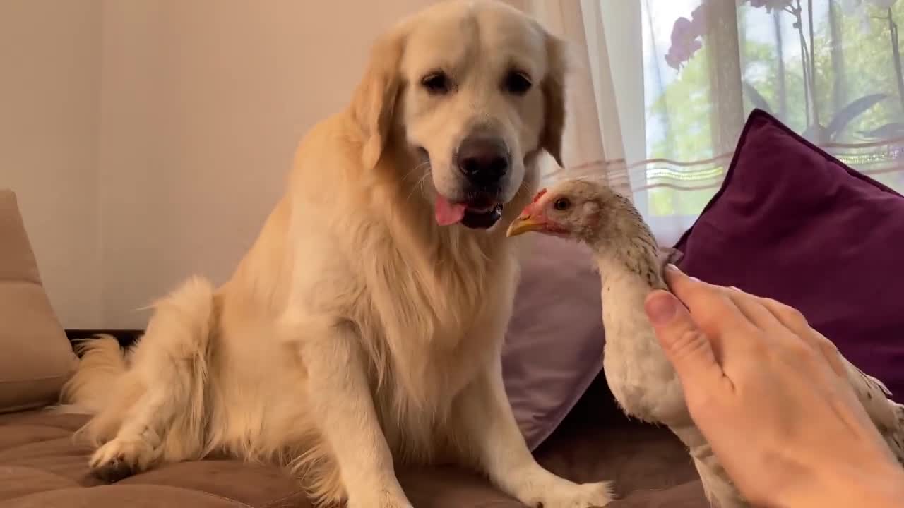 Golden Retriever and Chick [Funny Reaction]