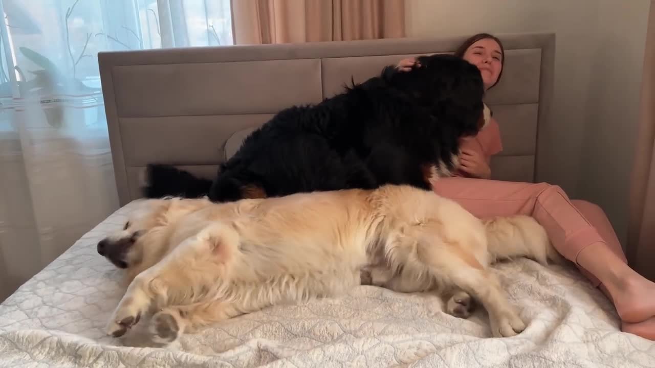 Golden Retriever and Bernese Mountain Dog Fight for Mom's Attention