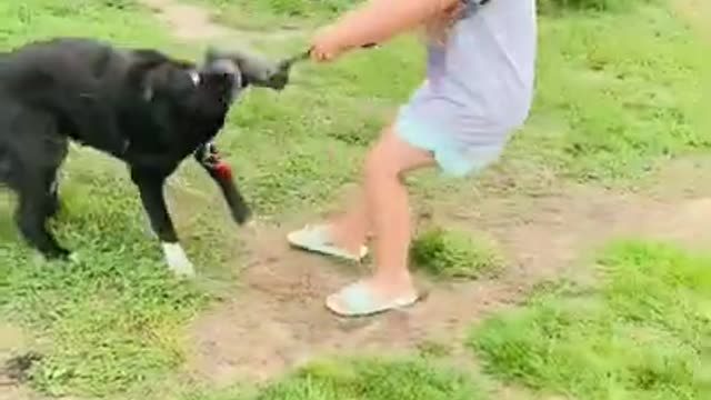 AMAZING AND BEAUTIFUL DOG LOVES PLAYING TUG OF WAR