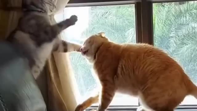 Funniest cat videos #86 - HILARIOUS!