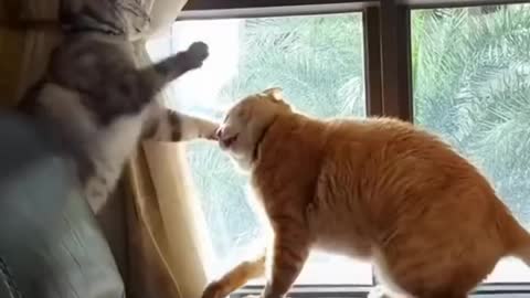 Funniest cat videos #86 - HILARIOUS!