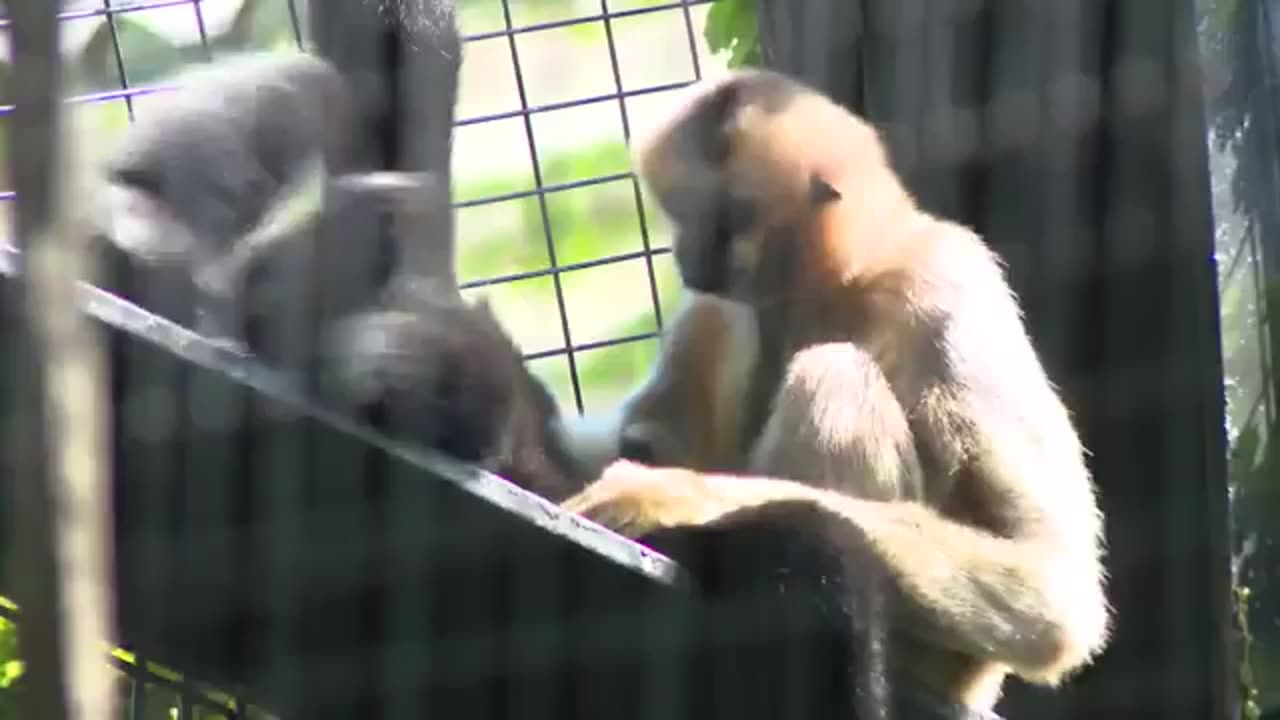 How does the Chicago Air and Water Show impact animals at the Lincoln Park Zoo?