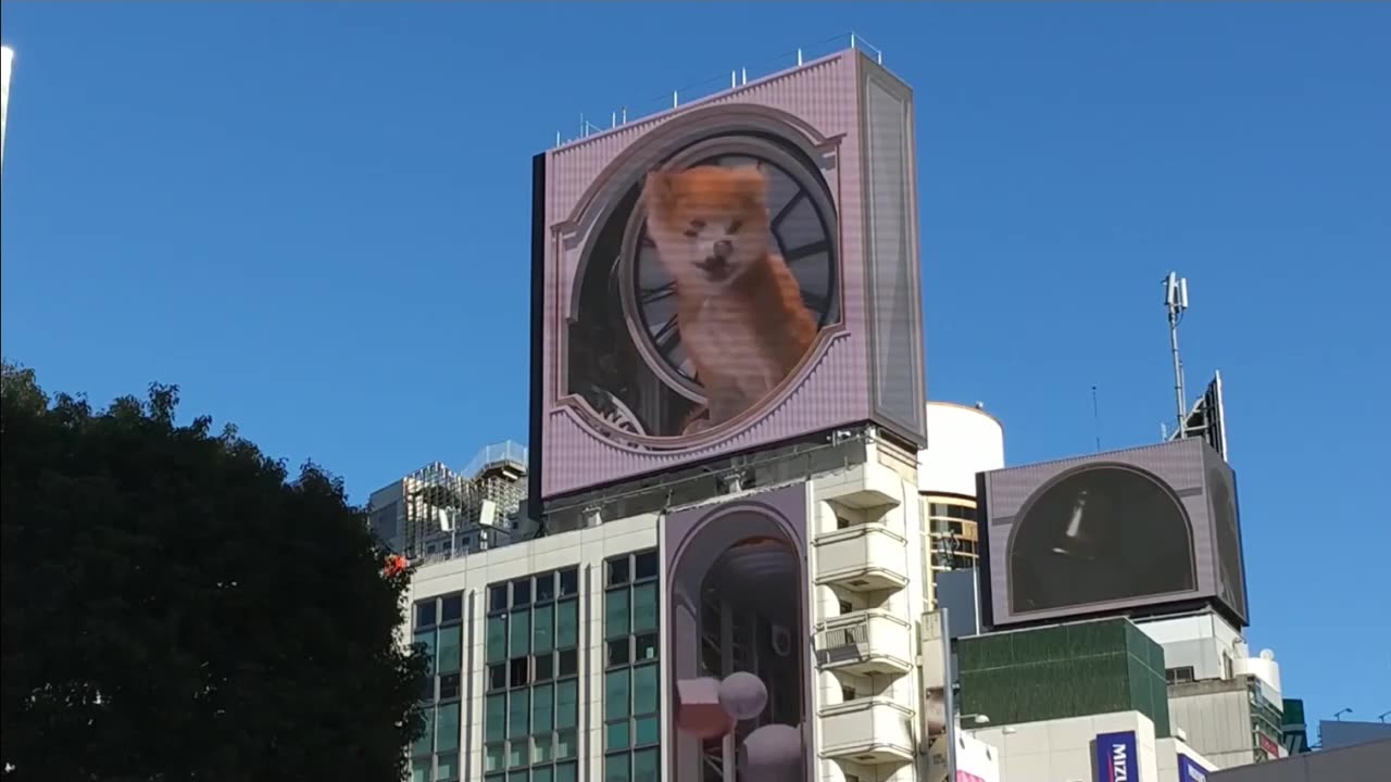 Huge Akita-inu in Shibuya Tokyo.