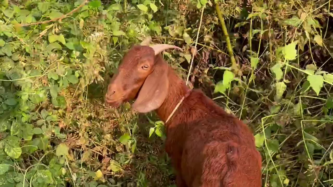 best goat