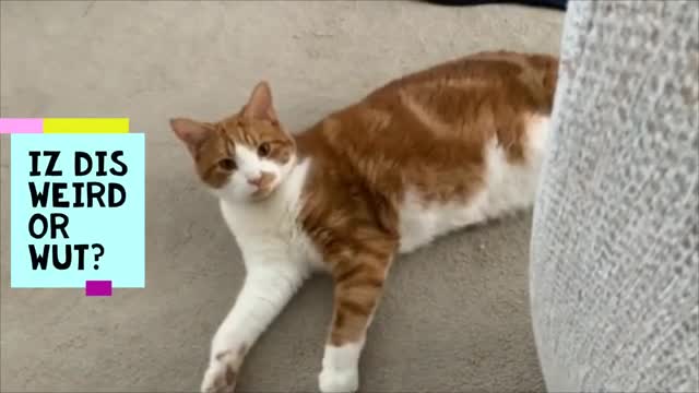 Cat Doing Mambo with Shoes