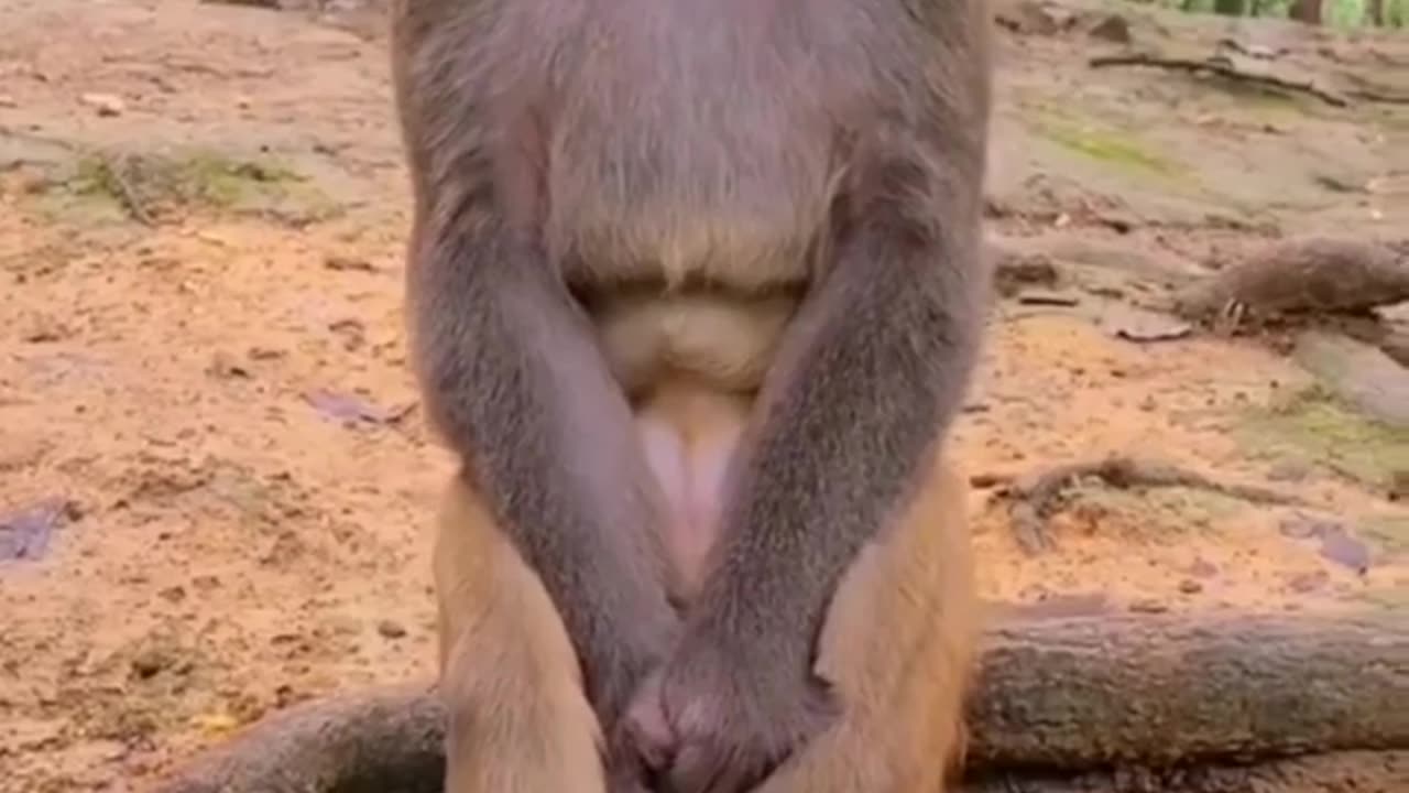 Sad monkey