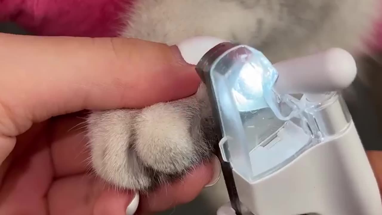 How to trim your cat`s claws 💅