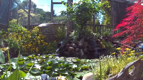 koi and goldfish pond 220623 patiocam2