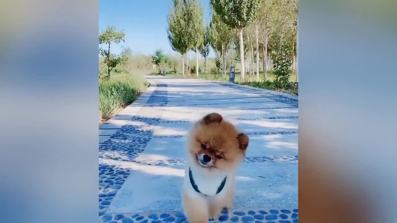 Best Of The -Funny Animal Videos(720P_HD)