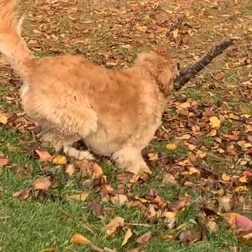 GOLDEN DOG CARRY BRANCH OF TREE TO HOME.mp4