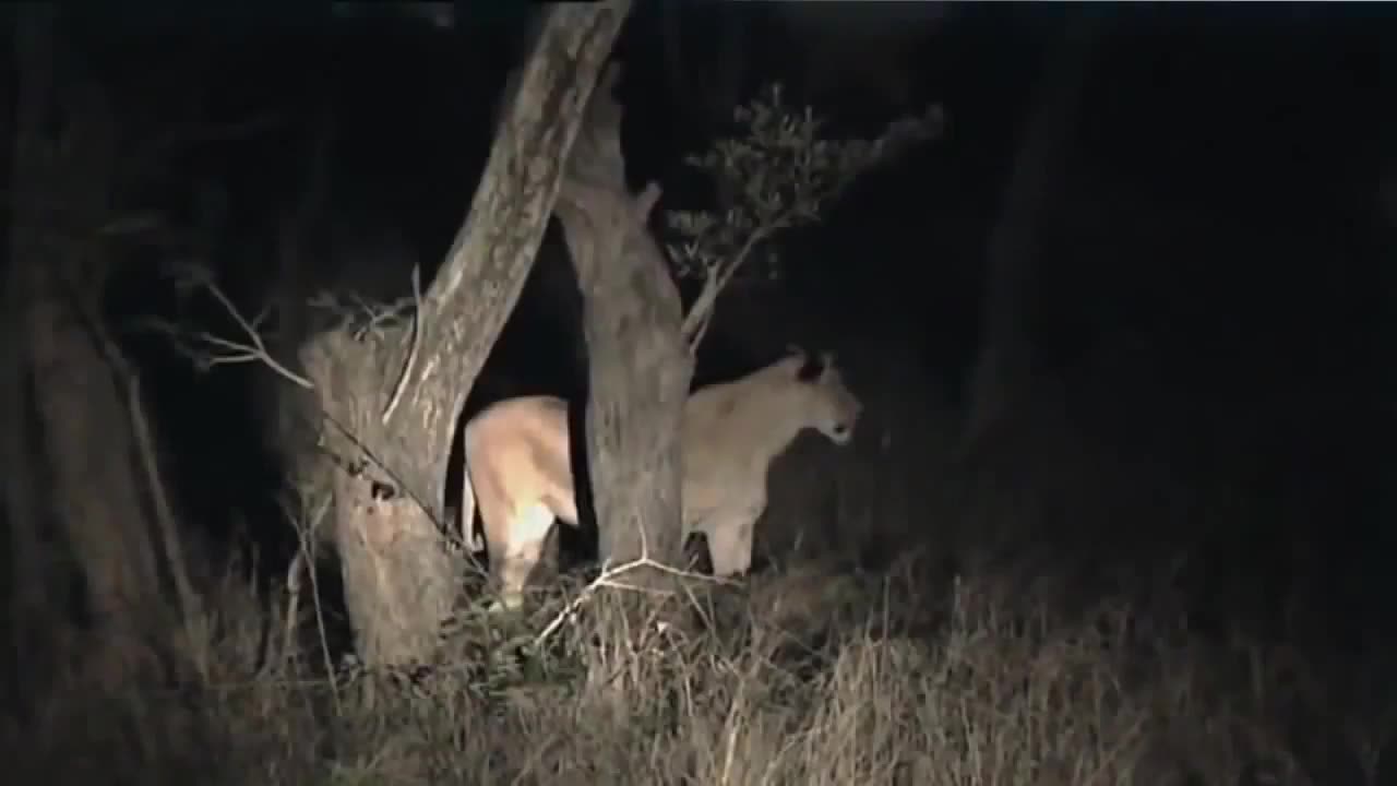 Masai Mara documentary