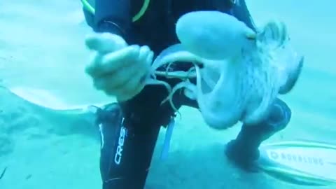 A curious octopus