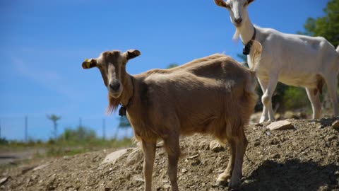 Animal eating grass ||goat lovers|| beautiful goat