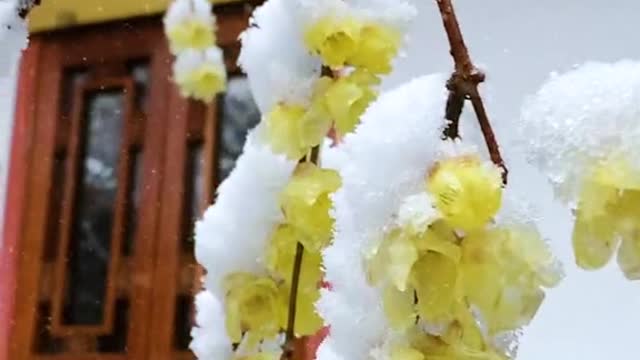 Auspicious snow and wintersweet