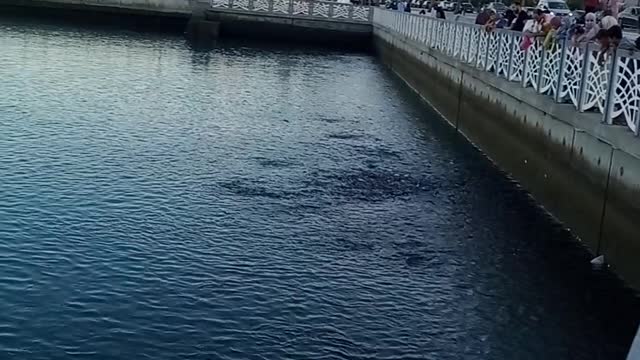 See the fish in the Tangier Sea, north of Morocco