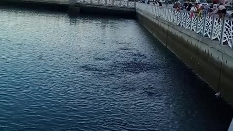 See the fish in the Tangier Sea, north of Morocco