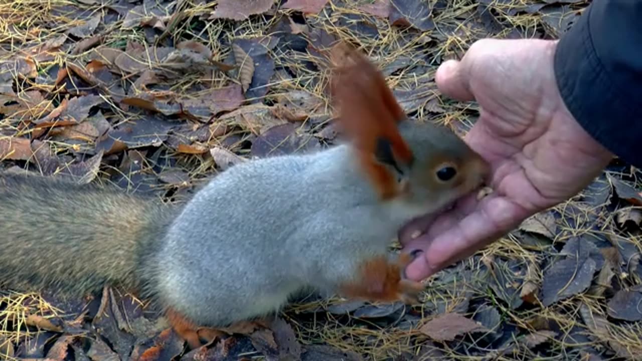 Human Feeding The Little Squirrel