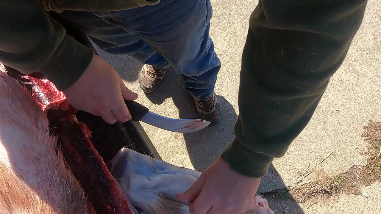 Caution! Processing of a whitetail