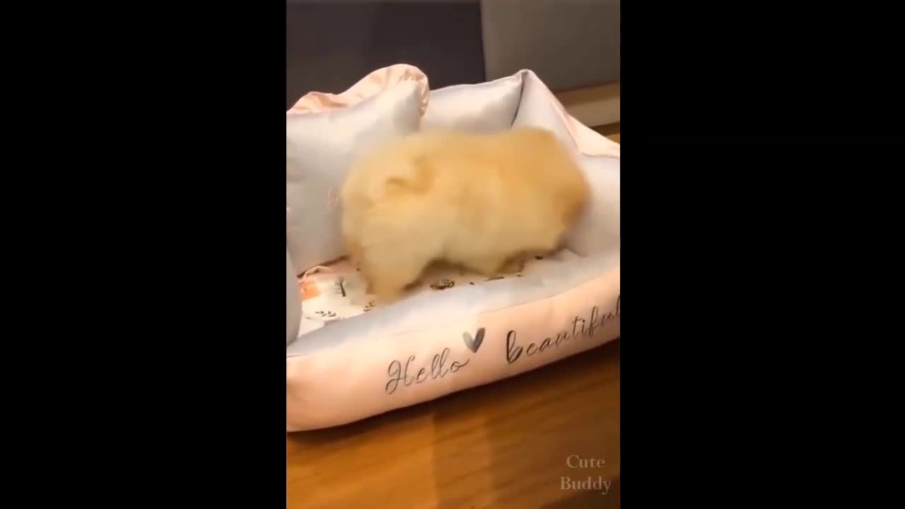 Puppy Took Away Doll