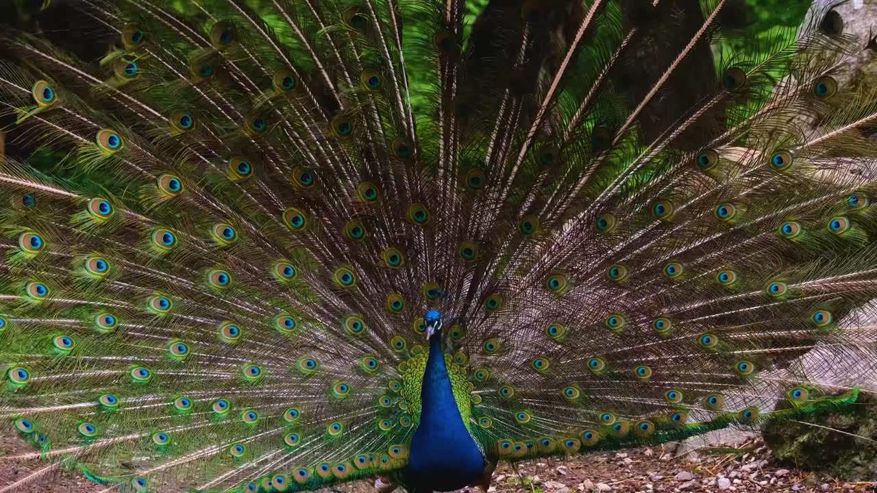 Funny peacock