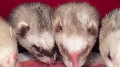 Answer Dm me on Instagram as if you wanna learn more about it ☺️.