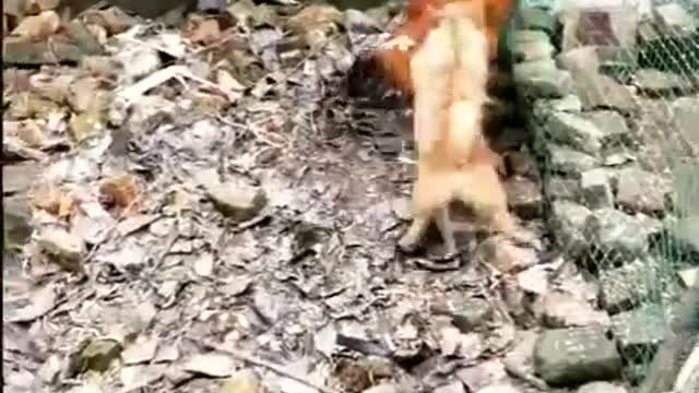 Pelea de Gallina y Perro