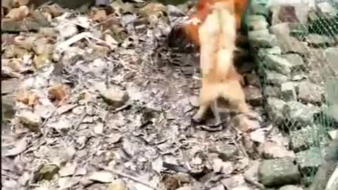 Pelea de Gallina y Perro