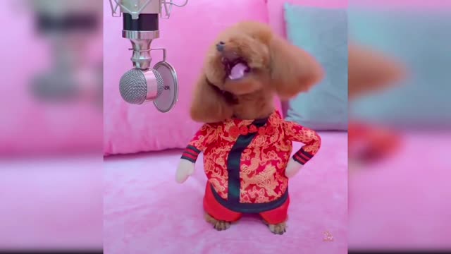 Funny Singing dog *Cute talent*