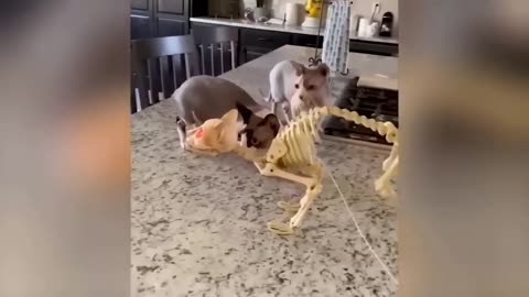 Funniest Animals 2023 Funny Cats and Dogs