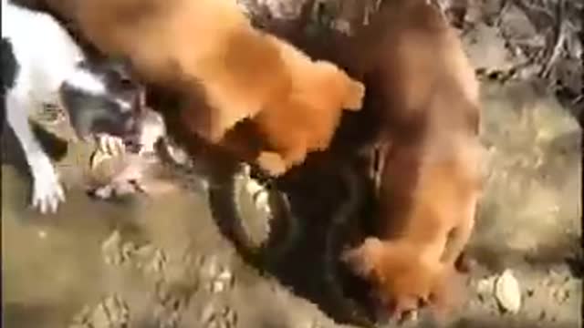 snake vs dogs