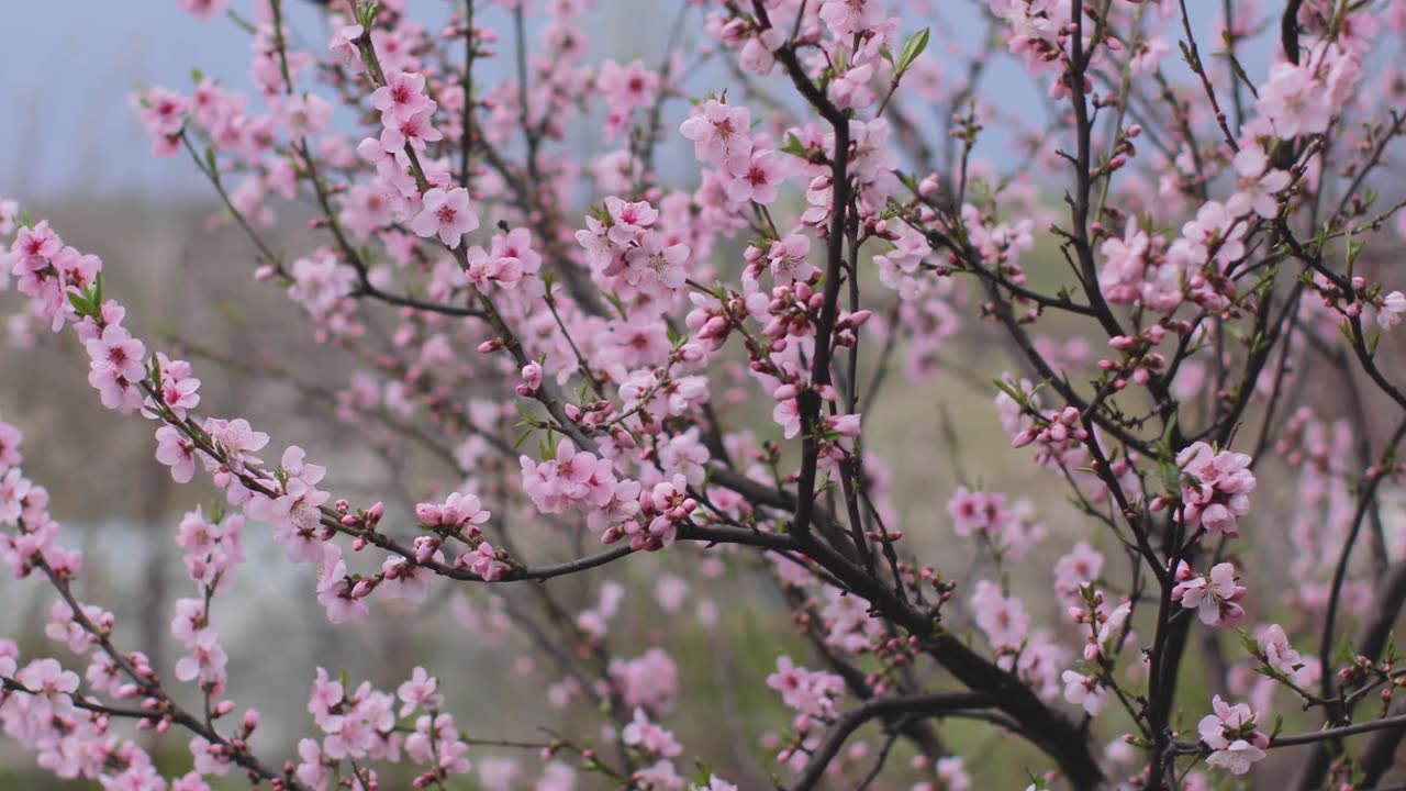 Relaxing Music Breeze in Blossom Tree| Japan National Tree | Relaxing Asmr