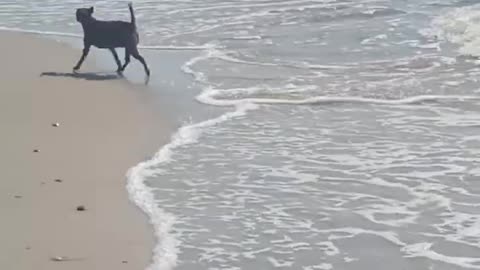 Hund am Strand